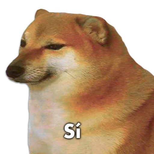 shiba inu, siba inu, un meme con un perro, cheems doge, shiba es un meme