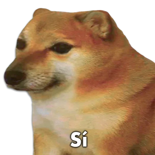 shiba dog, meme dog, cheems doge, shiba inu meme, yellow dog meme