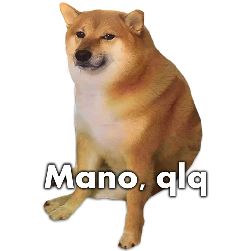 shiba inu, siba iu meme, shiba es un meme, el perro de siba inu, un meme de un perro de siba