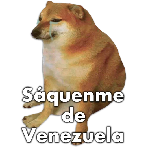 shiba inu, un meme con un perro, shiba es un meme, un meme de un perro de siba