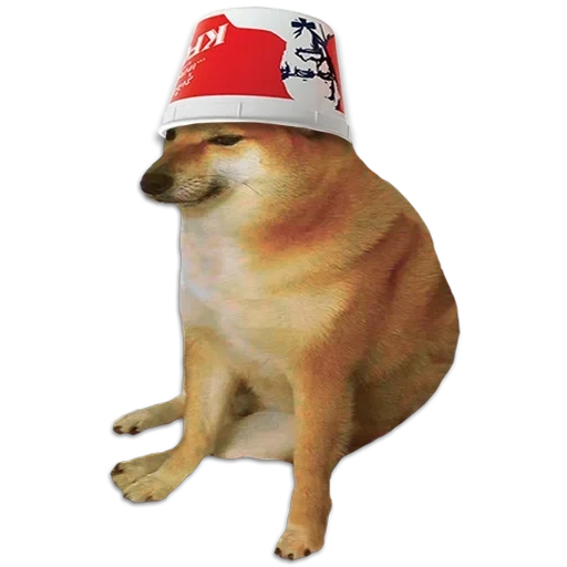 shiba inu, shiba è un meme, un meme di un cane di siba, il cane viene battuto dal cane