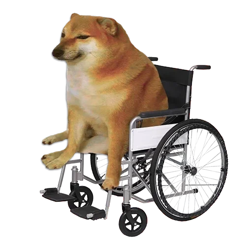 shiba inu, shiba es un meme, silla de ruedas, stroller discapacitado juventud 1995