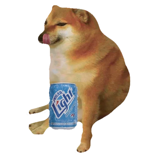 shiba inu, un meme con un cane, shiba è un meme, meme di shiba inu, un meme di un cane di siba