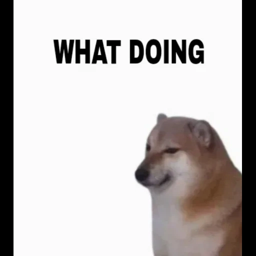 мемы, собака, doge meme, мем собака, милые животные