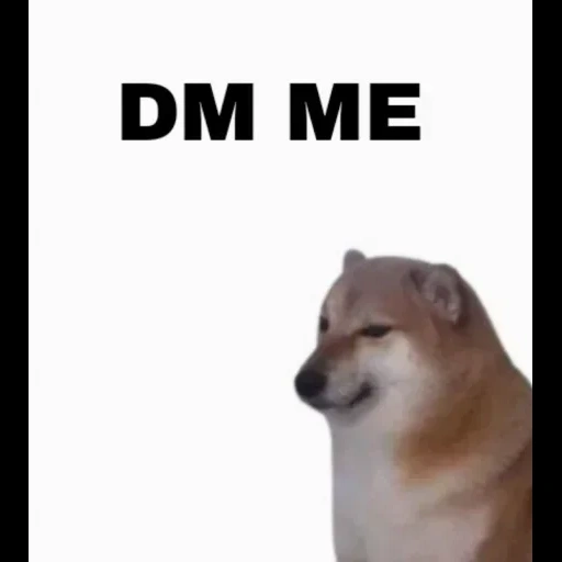 dog, un meme, divertente, chai dog meme, cane di chelms