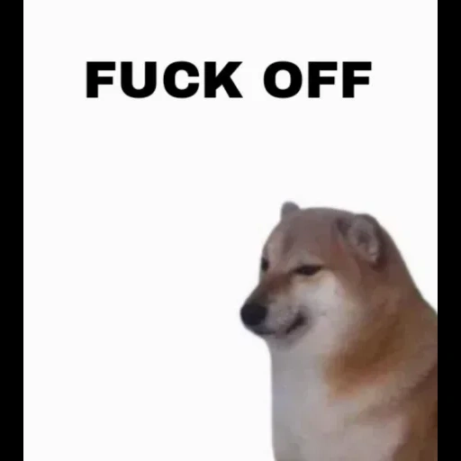 memes, hund, person, dorime doge, meme-hund