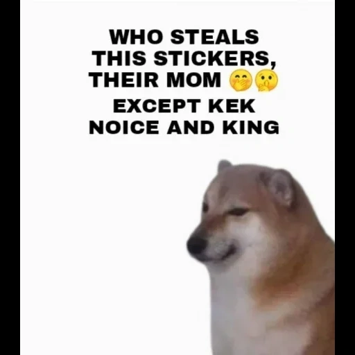 doge, dog mem, dogs are cute, cheems dog, funny animals