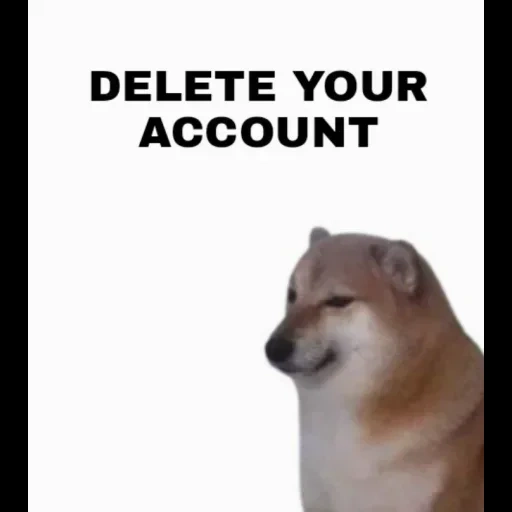 memes, doge, dorime doge, cachorro meme, shiba inu meme