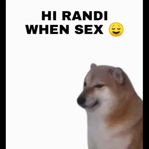 cão, dorime doge, cachorro meme, shiba inu meme, animais engraçados