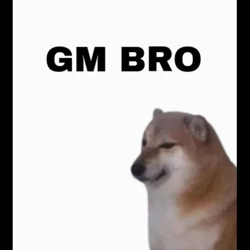 doge, собака, doge meme, мем собакой, сиба ину мем