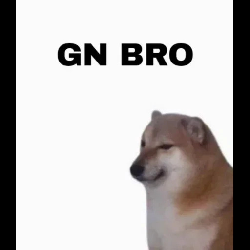 doge, hund, doge-meme, cheems hund, niedliche tiere