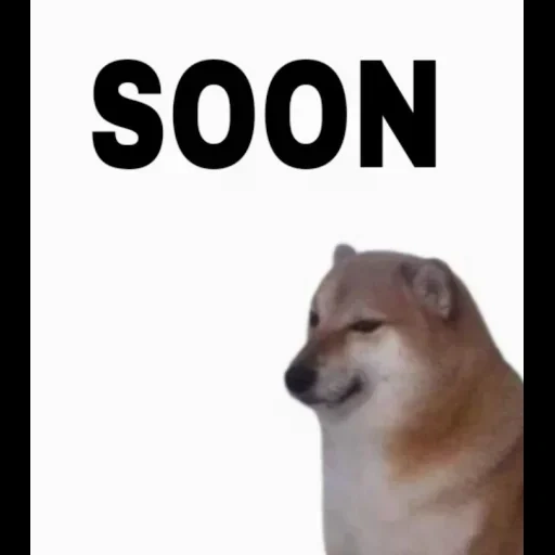 doge, doge-meme, dorime doge, shiba inu meme, niedliche tiere