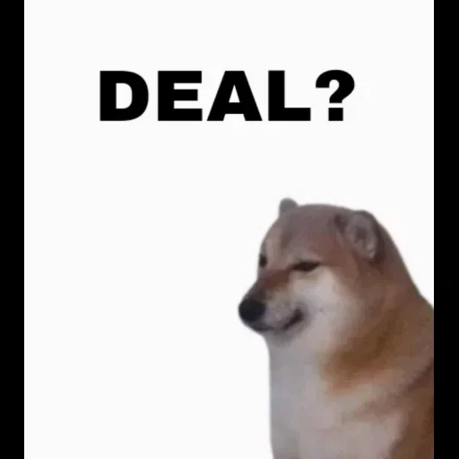 memes, dux, perro, broma, perro cheems