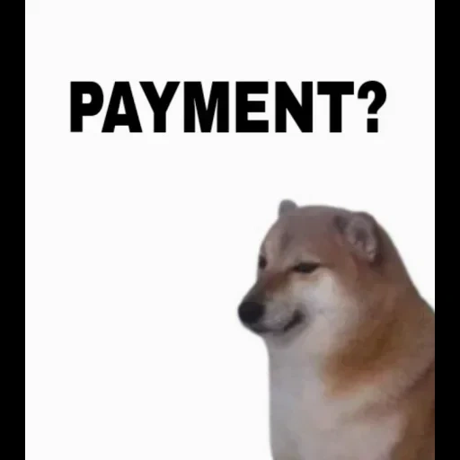 un meme, doge, divertente, chai dog meme, animali carini