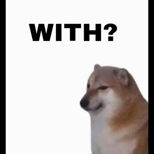 memes, shiba inu, meme cachorro, shiba inu meme, animais bonitos