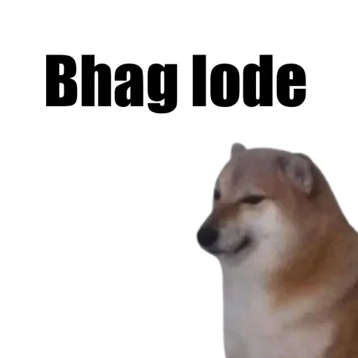 doge, dorime doge, shiba inu meme, niedliche tiere, doge-pistole