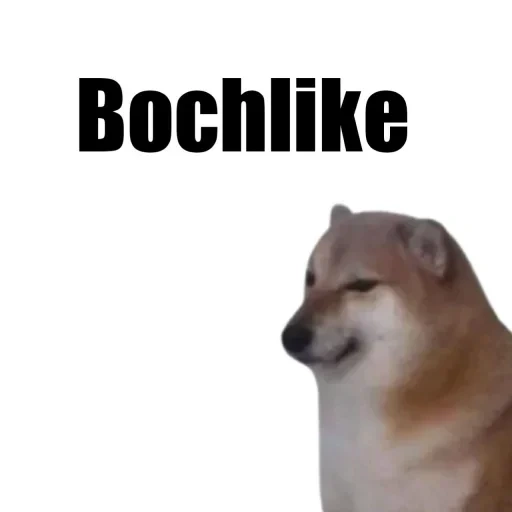 doge, shiba inu, dorime doge, mème chien, pistolet doge