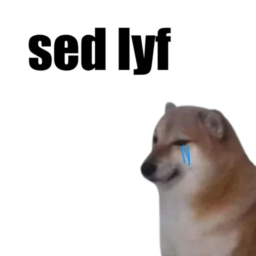 cane, cani da legna, cane meme, dorime doge, chai dog meme