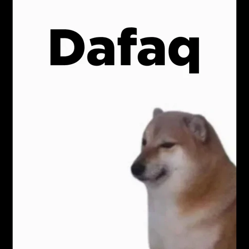 doge, mem a dog, dorime doge