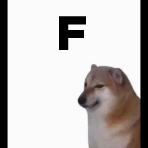 doge, mème doge, mème chien, mème shiba inu, cheems chien