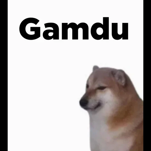 doge, cão, doge meme, dorime doge, cheems cão