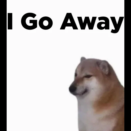 doge, doge meme, dorime doge, cachorro meme, animais bonitos