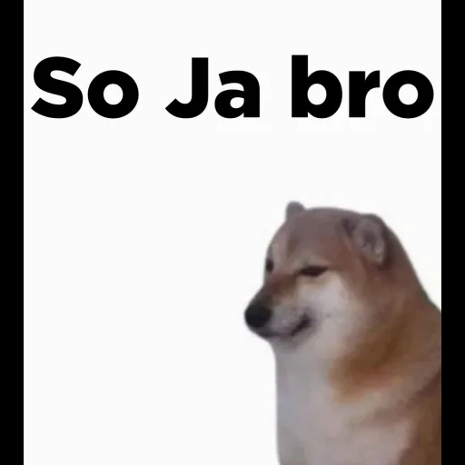 doge, doge-meme, dorime doge, shiba inu meme