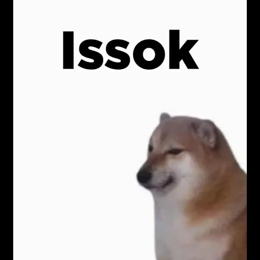 doge, doge meme, cachorro meme, cheems cão, animais engraçados