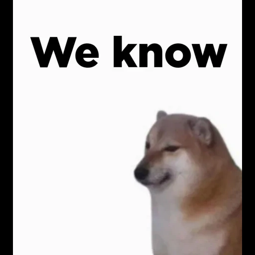 memes, doge, cão, cheems cão, animais bonitos