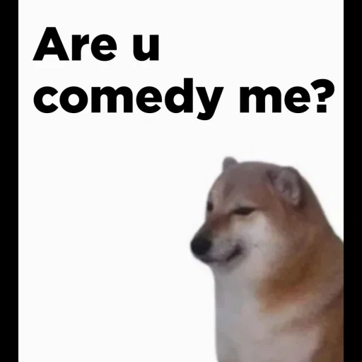 memes, dog, mem a dog, the dog is funny, the dog is fun