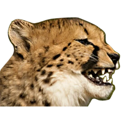 ghepardi, ho sentito mord, ghepardo anfas, il ghepardo sta sbadigliando, cheetah safari