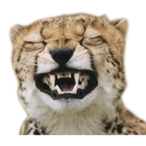 кошка, cheetah, лев оскал, гепард морда, улыбка гепарда