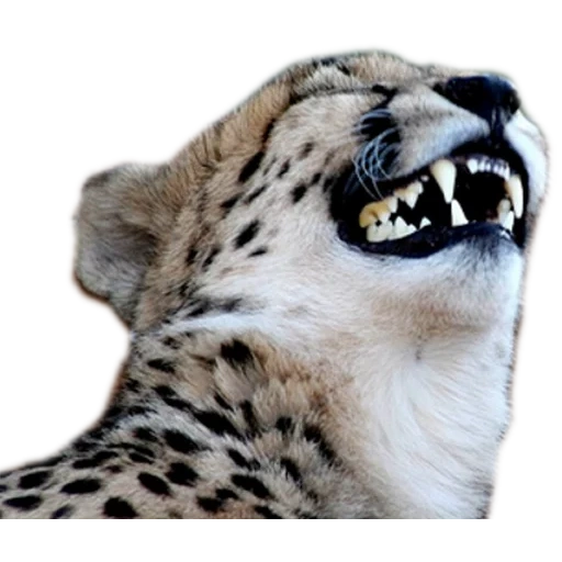 meme de guepardo, escuché a mord, el guepardo se ríe, el leopardo se ríe, barras de nieve irbis