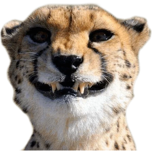 ghepardi, sentito parlare dell'occhio, ho sentito mord, il ghepardo stava sorridendo, il ghepardo sorride
