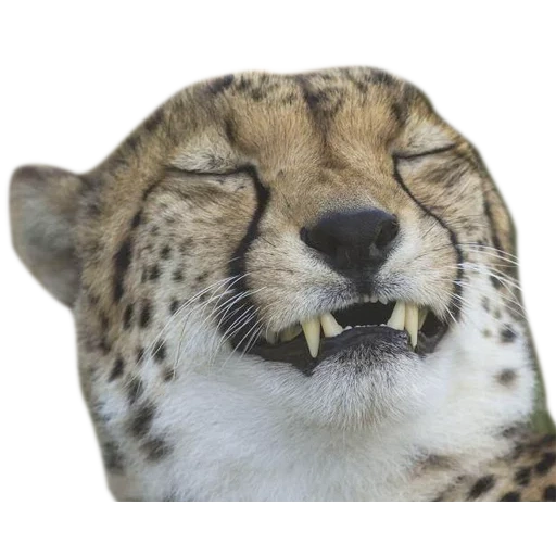 leopardo, escuché a mord, el guepardo estaba sonriendo, los ojos del guepardo, animal guepardo