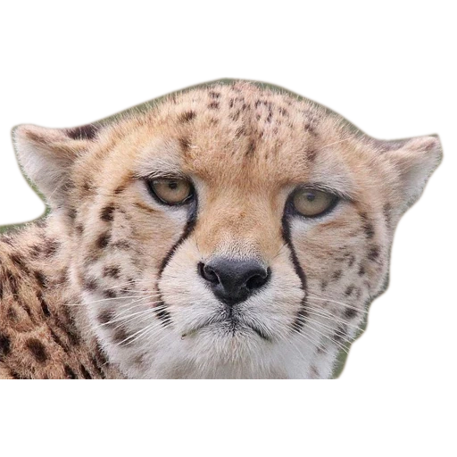 cheetahs, cheetah rosto, ouviu mord, os olhos do chita, royal cheetah morda