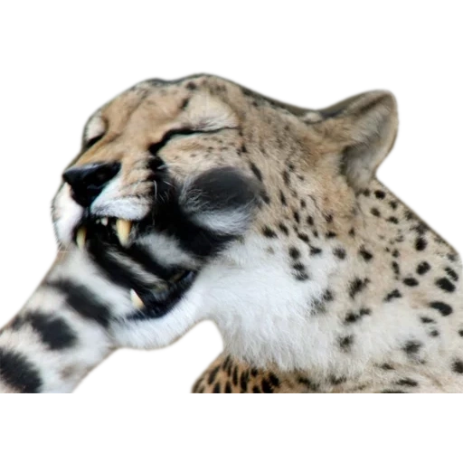 ghepardi, cheetah bianco, ho sentito mord, ghepardo a terra, ghepardo reale