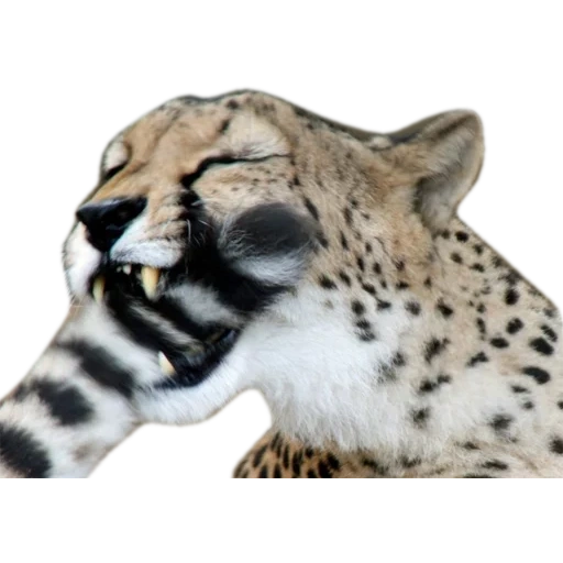 geparden, weißer geparden, hörte mord, boden geparden, royal cheetah