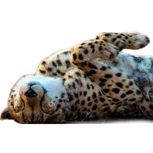 leopardo, jaguar avistado, jaguar de mármore, animais leopard, extremo leste do leste