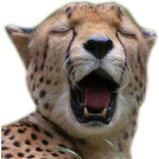 cheetah, wajah cheetah, mendengar mord, kepala cheetah, cheetah leopard jaguar