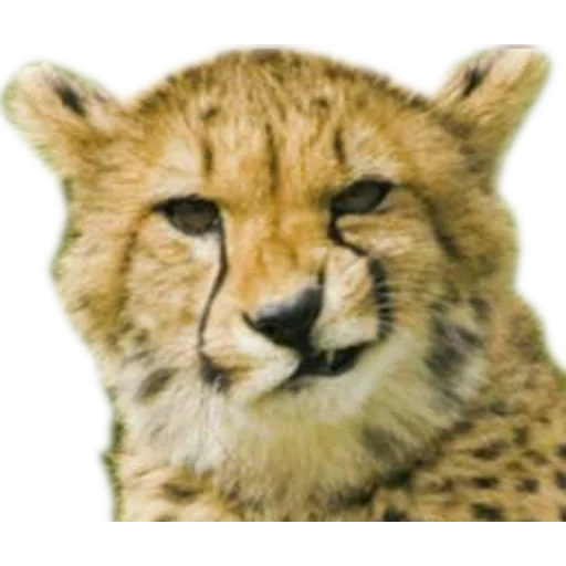 guepardo, cheetah rosto, animais leo, o focinho da chita, animal cheetah