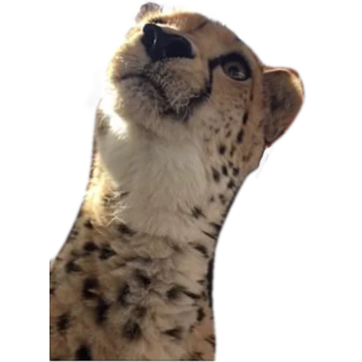 guepardos, escuché a mord, el guepardo estaba sonriendo, cheetah satisfecho, el guepardo está a un lado