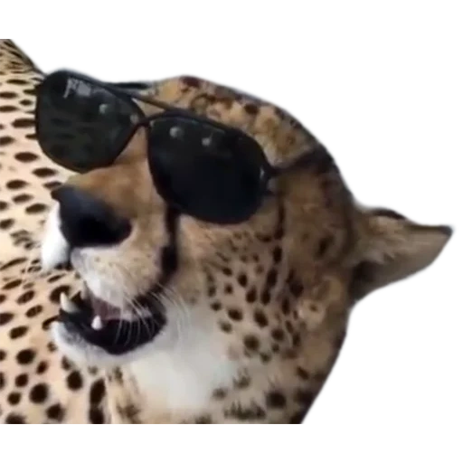 macan tutul, kucing besar, jaguar leopard, cheetah leopard, jaguar gap leopard