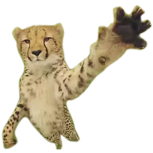 cheetah, the paw of the cheetah, hansa toys, animal cheetah, soft toys hansa