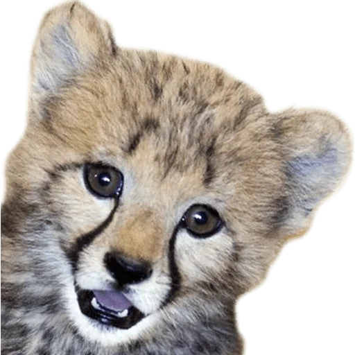 bel ghepardi, fluffy cheetah, cucciolo duro, piccolo ghepardo, gli animali sono piccoli
