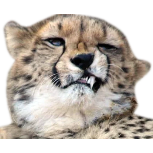 ghepardi, il naso del ghepardo, ho sentito mord, il ghepardo stava sorridendo, fanny feys animal gheetah