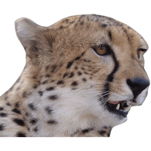 cheetahs, cheetah rosto, white cheetah, ouviu mord, os olhos do chita