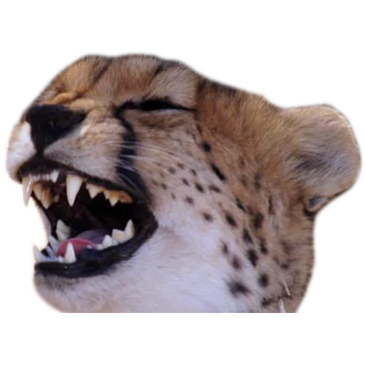 cheetahs, cheetah meme, heard mord, the cheetah was grinning, the eyes of the cheetah