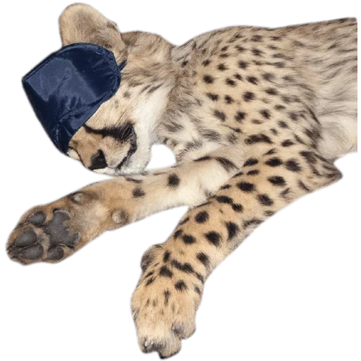 ghepardi, il muso del ghepardo, cheetah con uno sfondo bianco, ho sentito orecchie con sfondo bianco, hansa leopard che giace 56 cm