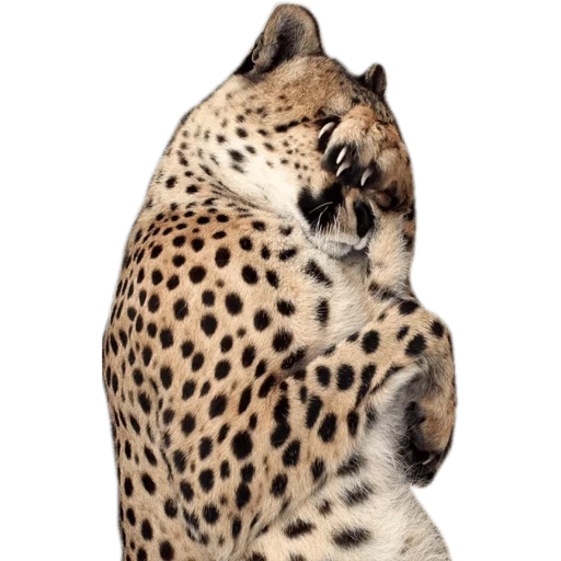 guépard, léopard, amur leopard, guépard avec un fond blanc, léopard cheetah jaguar